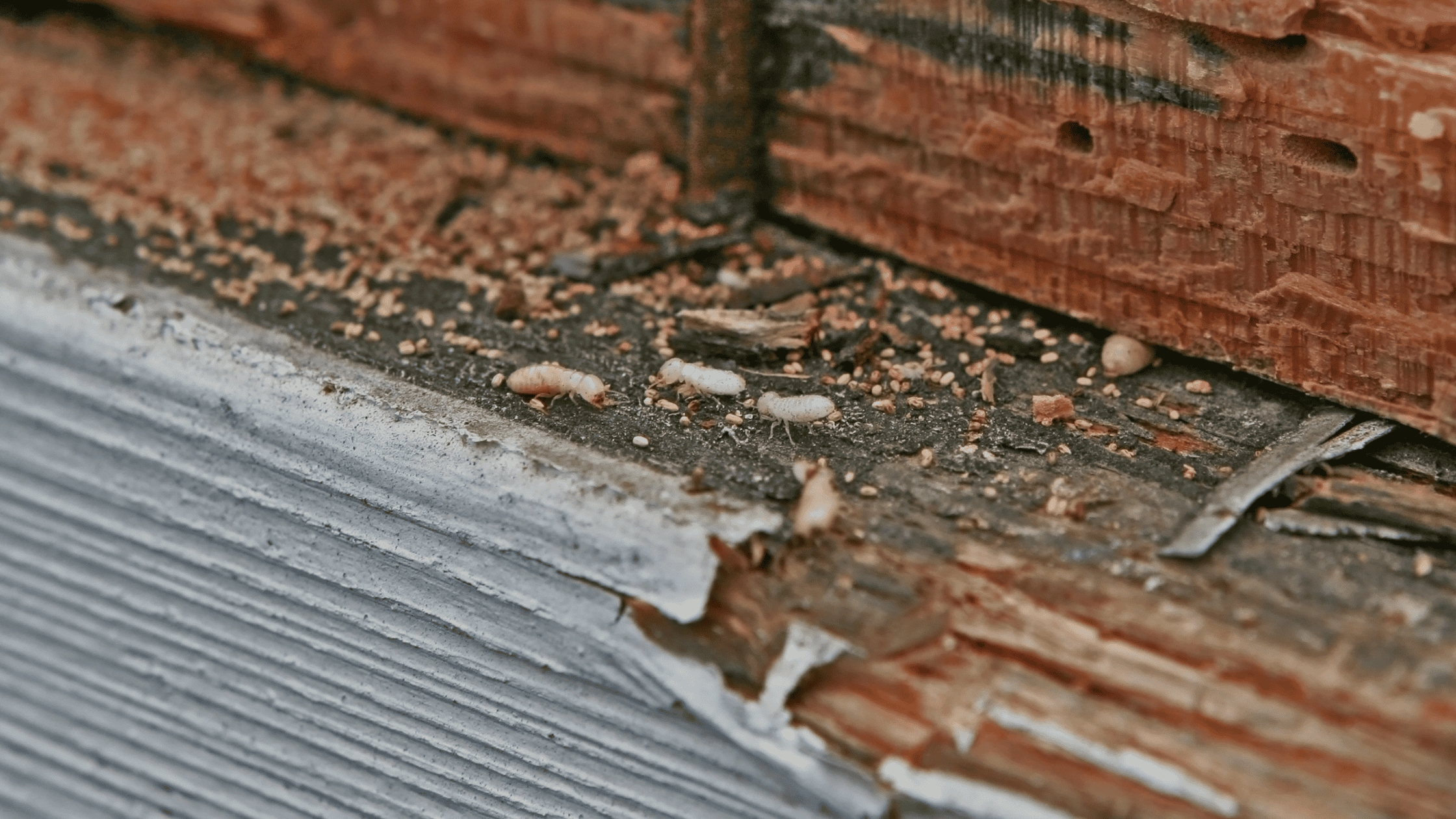 crawl space pest control-greensboro